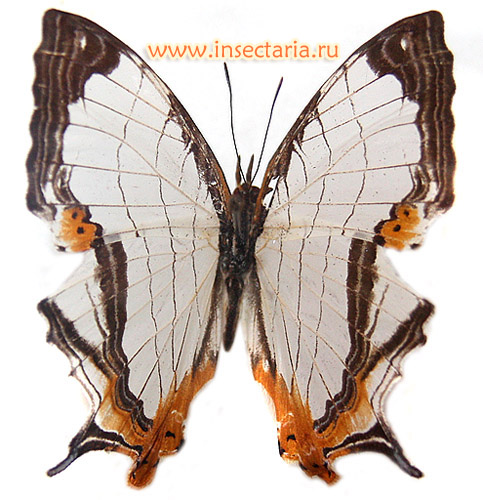 Цирестис снежная (Cyrestis nivea) - небольшая бабочка из семейства Нимфалид